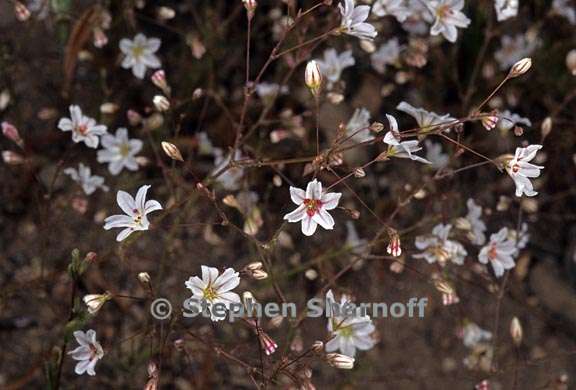 eriogonum spergulinum 1 graphic